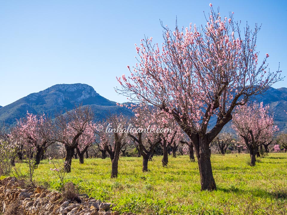 7 Rutas de Almendros en flor en la provincia de Alicante - LinkAlicante