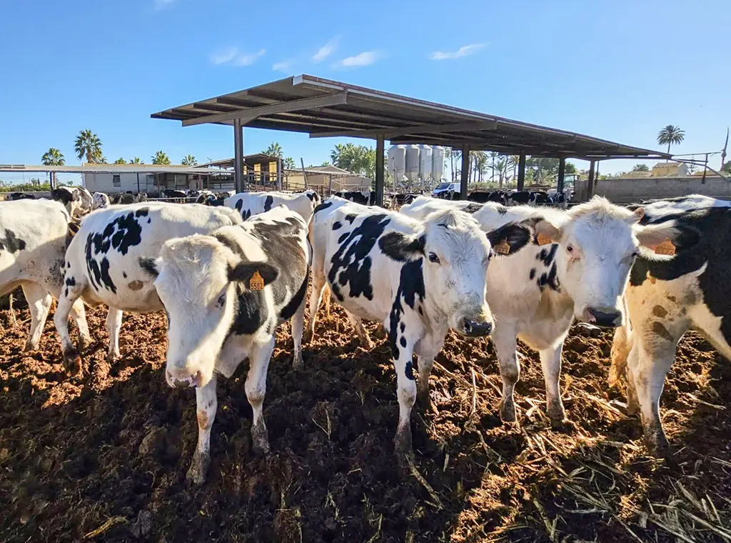 Ganadería de la Vaquería del Camp d'Elx